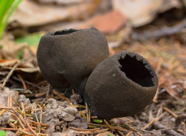 Horn-shaped funnel: edibility, description and photo