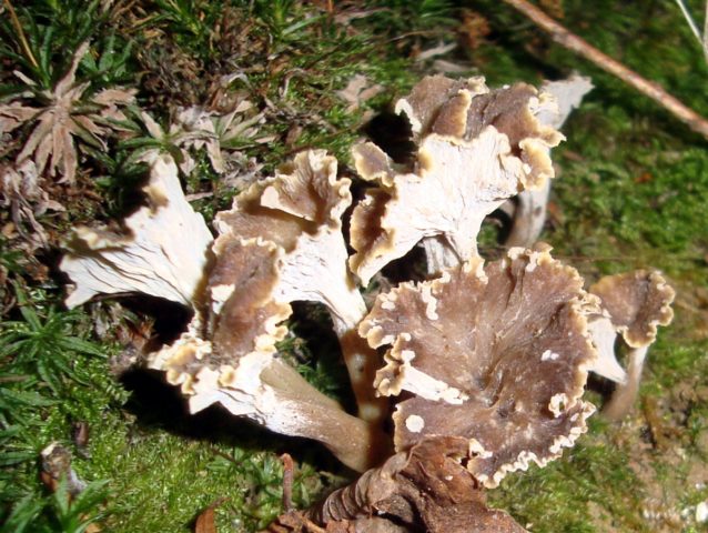 Horn-shaped funnel: edibility, description and photo