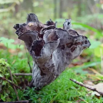 Horn-shaped funnel: photo and description of the fungus