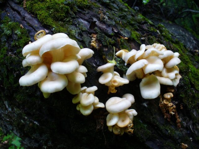 Horn-shaped oyster mushroom: photo and description, how to cook