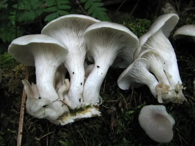 Horn-shaped oyster mushroom: photo and description, how to cook