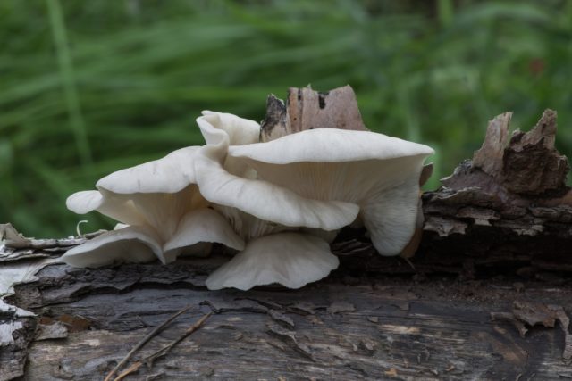 Horn-shaped oyster mushroom: photo and description, how to cook