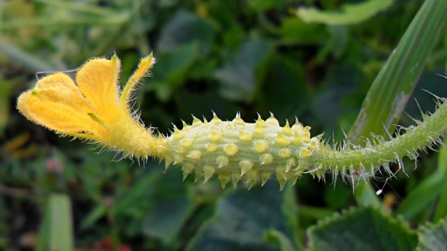 horned melon