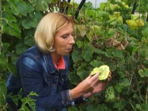 horned melon