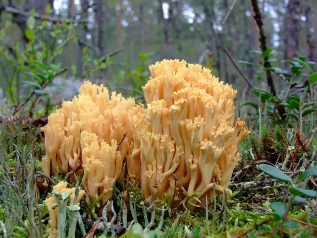 Horned mushrooms: photo and description