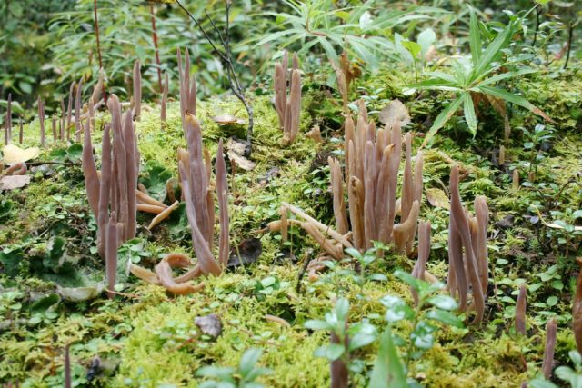 Horned mushrooms: photo and description