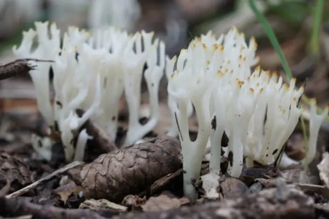 Horned mushrooms: photo and description