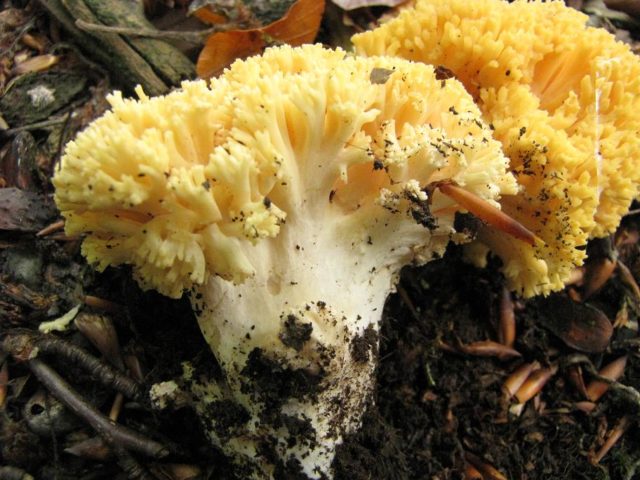 Horned mushrooms: photo and description