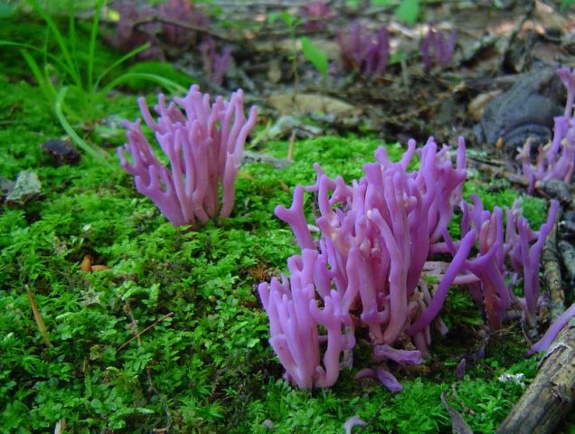 Horned mushrooms: photo and description