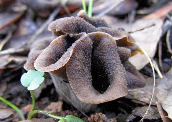 Horned mushrooms: photo and description