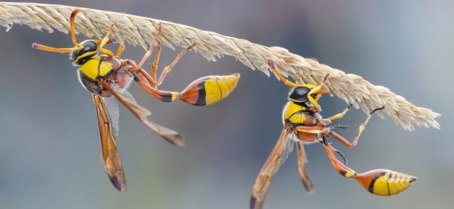 Hornet &#8211; what is worth knowing about this skin disease?