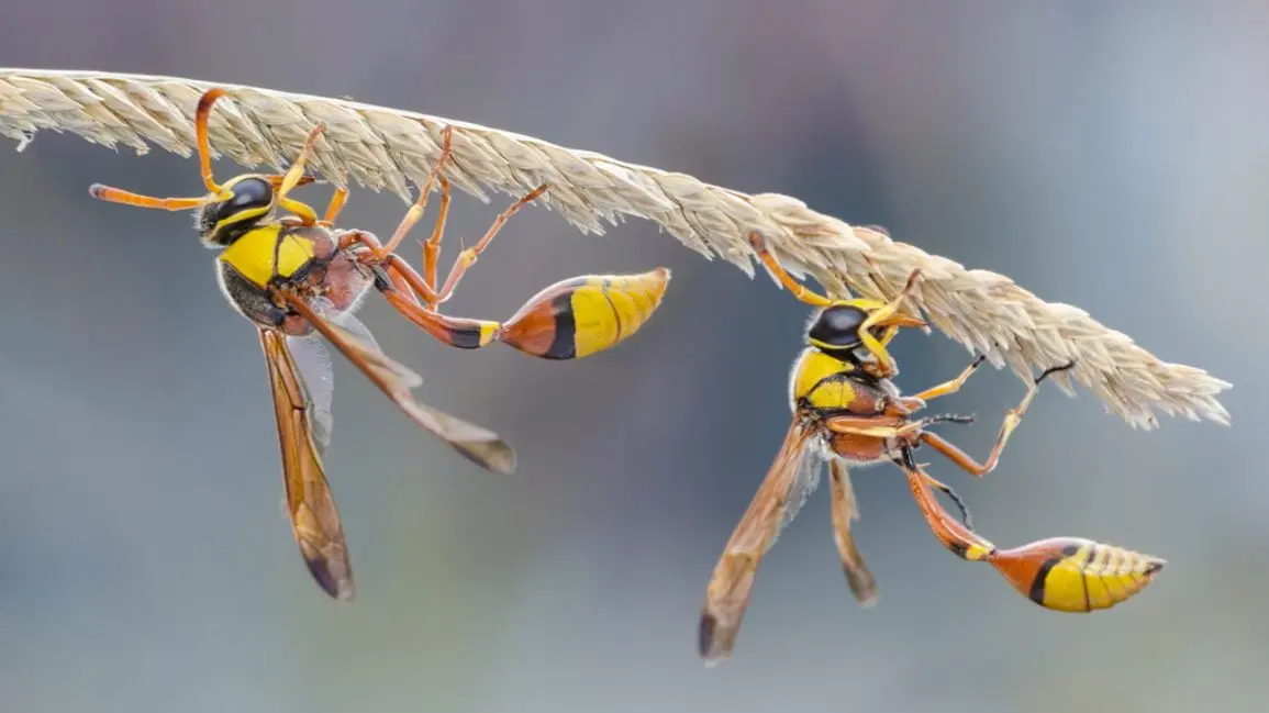 Hornet &#8211; what is worth knowing about this skin disease?