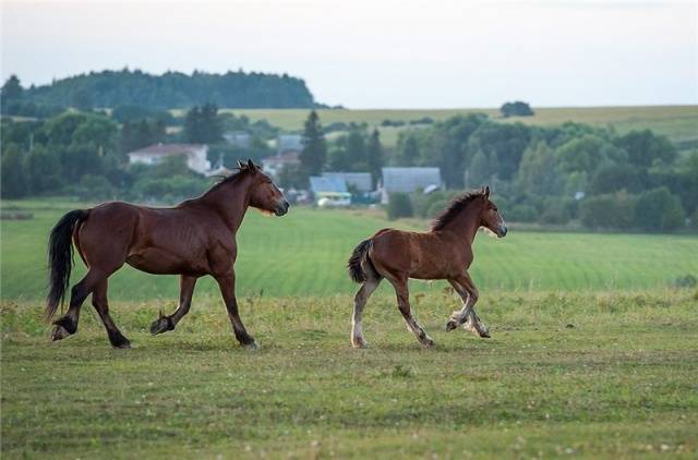 Horse breed Vladimir heavy truck