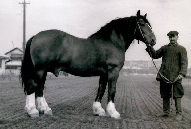 Horse breed Vladimir heavy truck