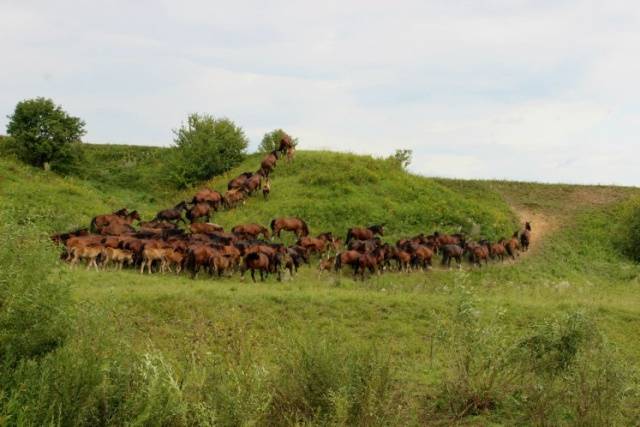 Horse breed Vladimir heavy truck