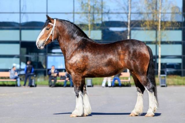 Horse breed Vladimir heavy truck