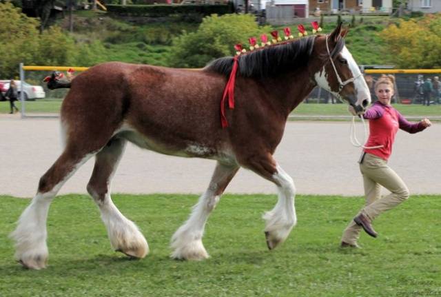 Horse breed Vladimir heavy truck