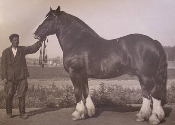 Horse breed Vladimir heavy truck