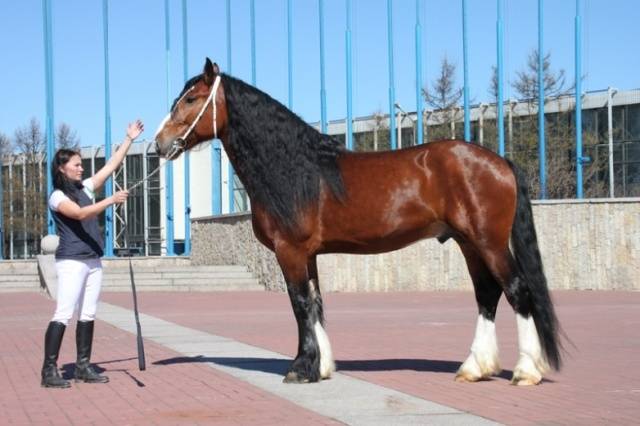 Horse breed Vladimir heavy truck