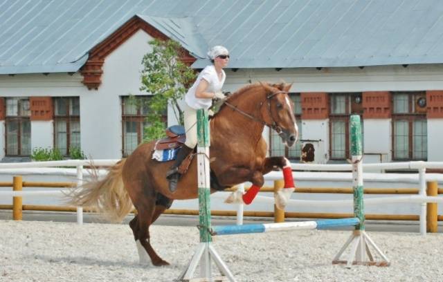 Horse breed Vladimir heavy truck