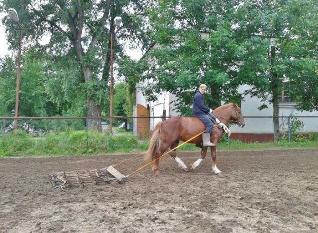 Horse breed Vladimir heavy truck