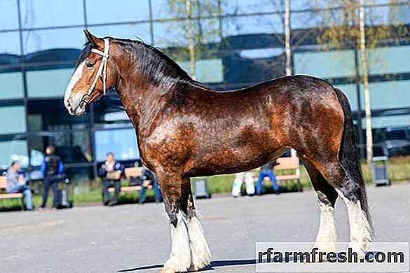 Horse breed Vladimir heavy truck