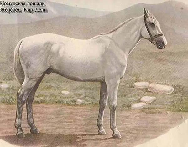 Horse breeds with photos and names