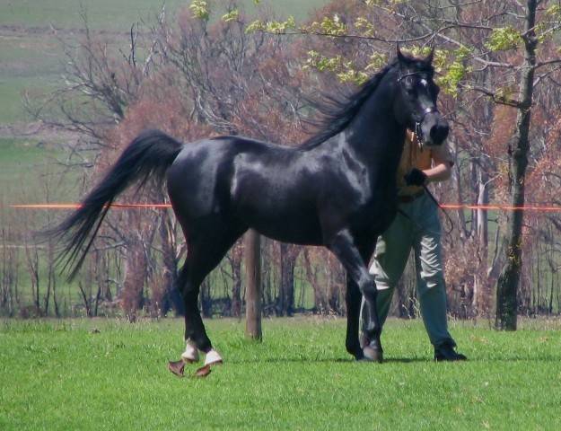 Horse breeds with photos and names