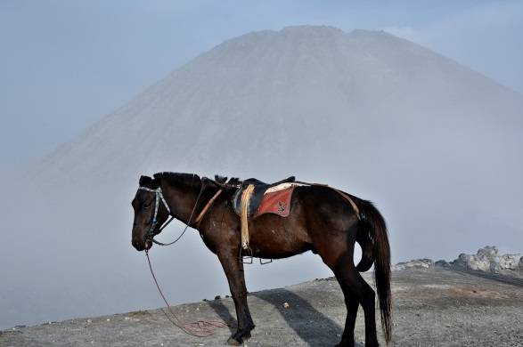 Horse breeds with photos and names