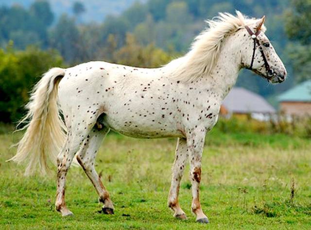 Horse breeds with photos and names