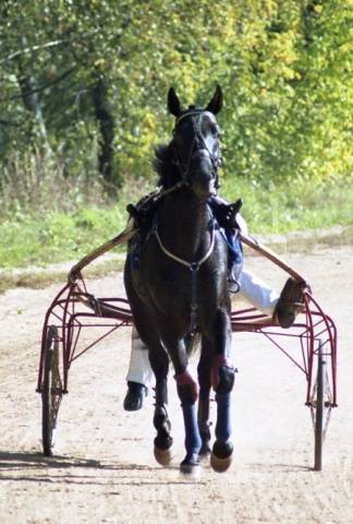 Horse breeds with photos and names