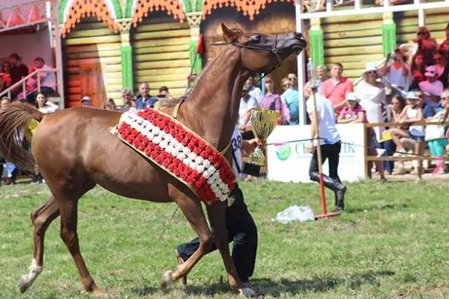 Horse breeds with photos and names