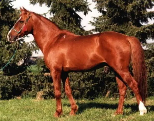 Horse breeds with photos and names