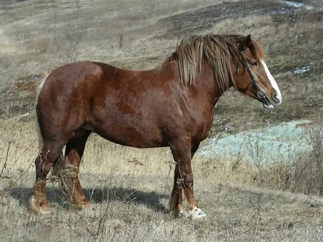 Horse breeds with photos and names