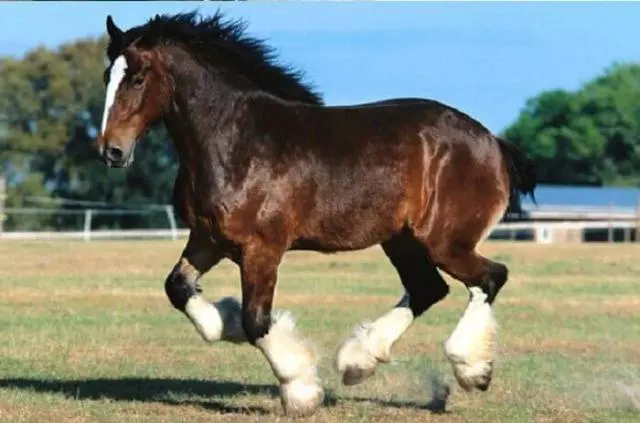 Horse breeds with photos and names