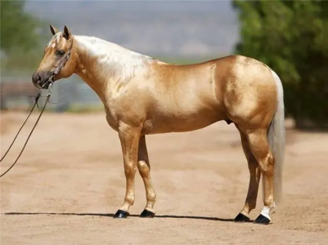 Horse breeds with photos and names