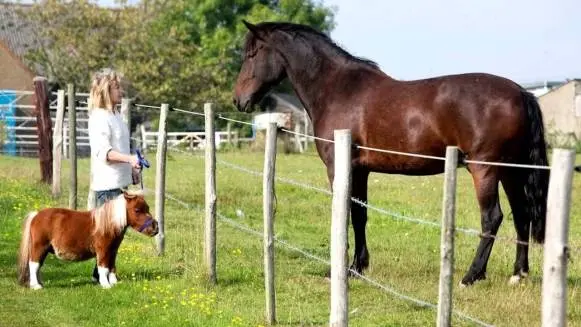 Horse breeds with photos and names