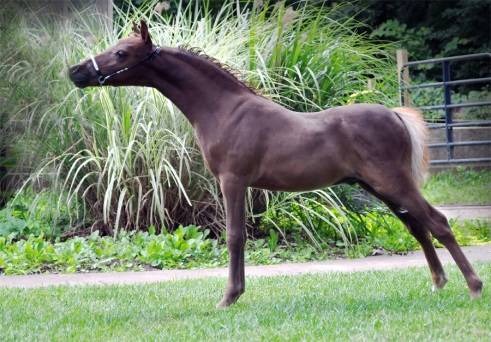 Horse breeds with photos and names