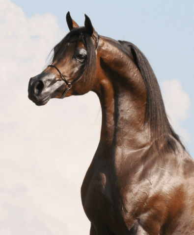 Horse breeds with photos and names