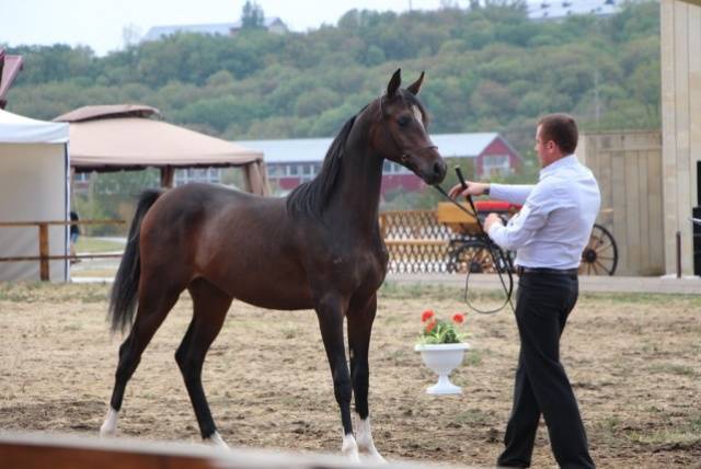 Horse breeds with photos and names