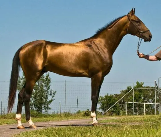 Horse breeds with photos and names