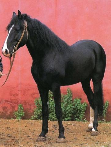 Horse breeds with photos and names