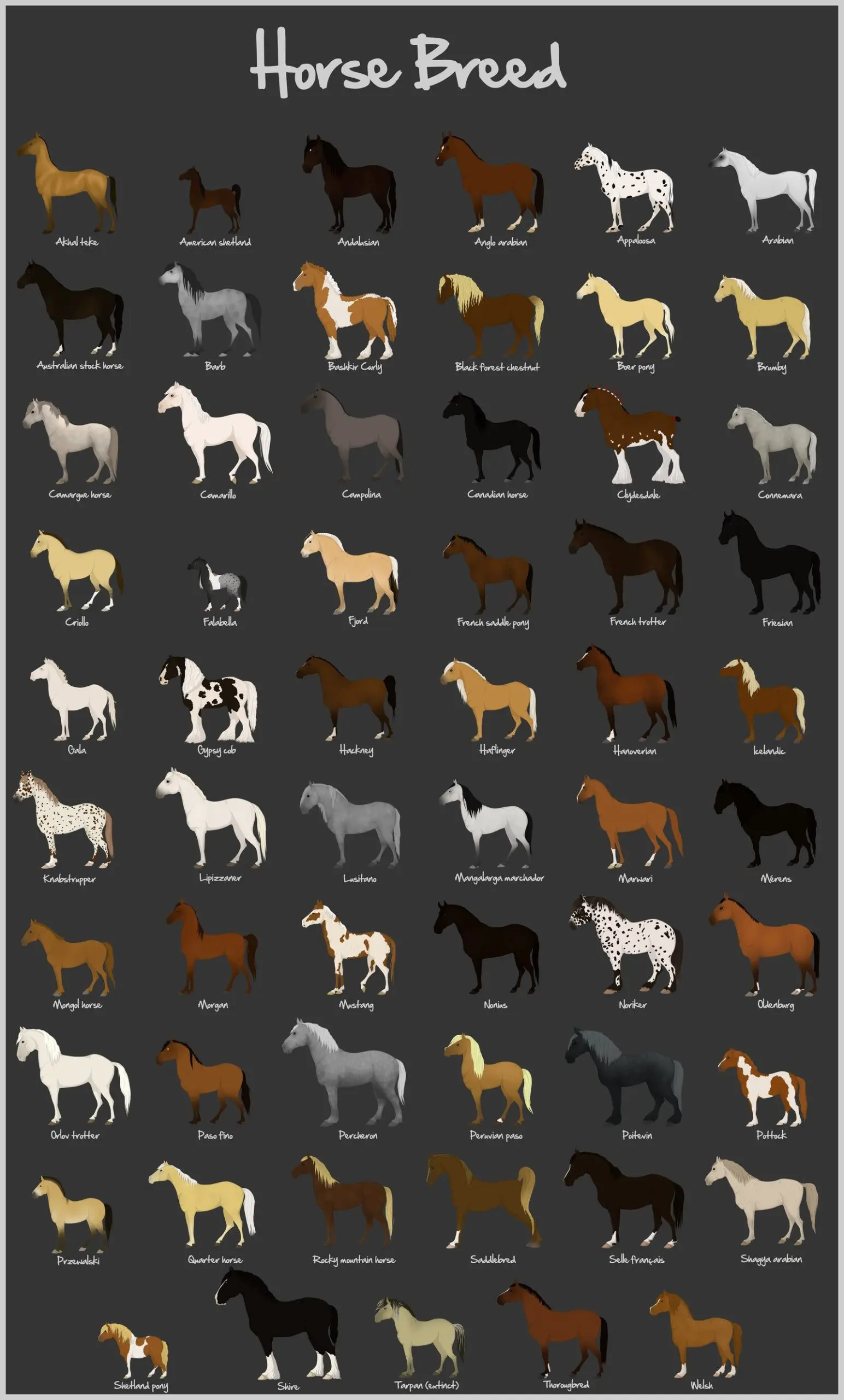 Horse breeds with photos and names