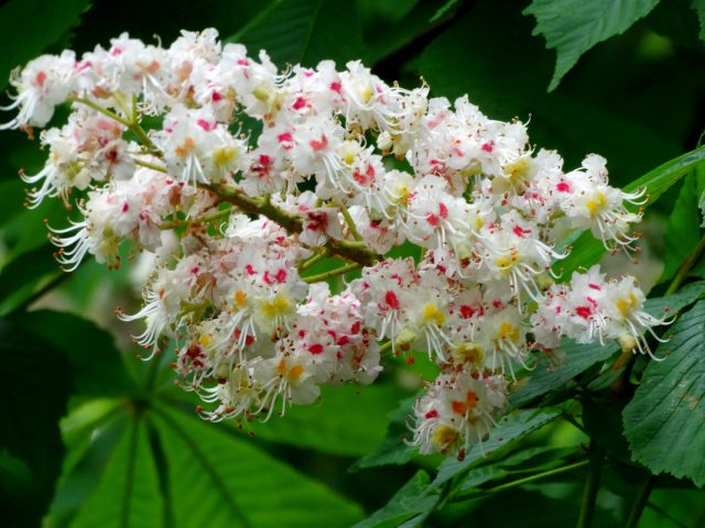 Horse chestnut: medicinal properties, how to grow