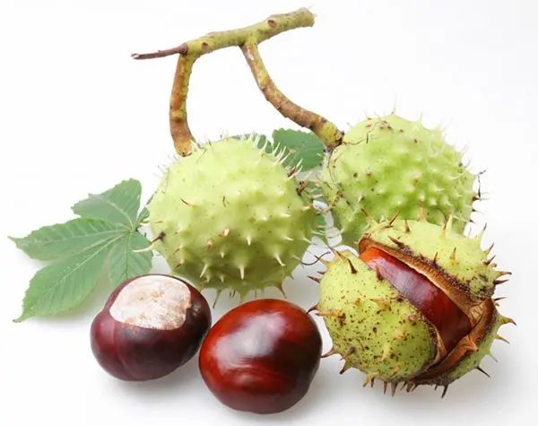 Horse chestnut: medicinal properties, how to grow