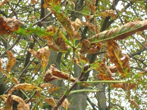 Horse chestnut: medicinal properties, how to grow