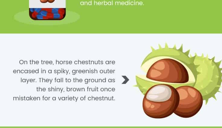 Horse chestnut: medicinal properties, how to grow