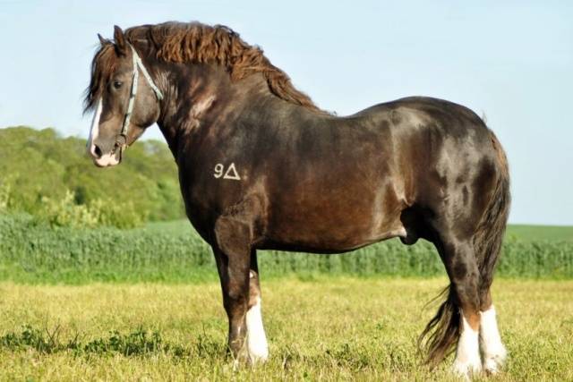 Horse  heavy truck