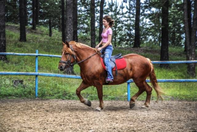 Horse  heavy truck