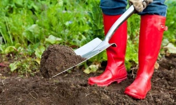 Horse manure as fertilizer: application